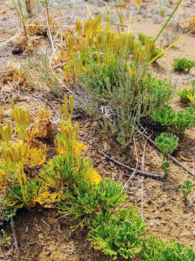 Diphasiastrum tristachyum — search result for 'Sweden'