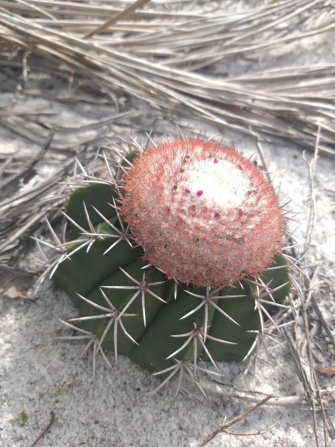 Melocactus violaceus flower