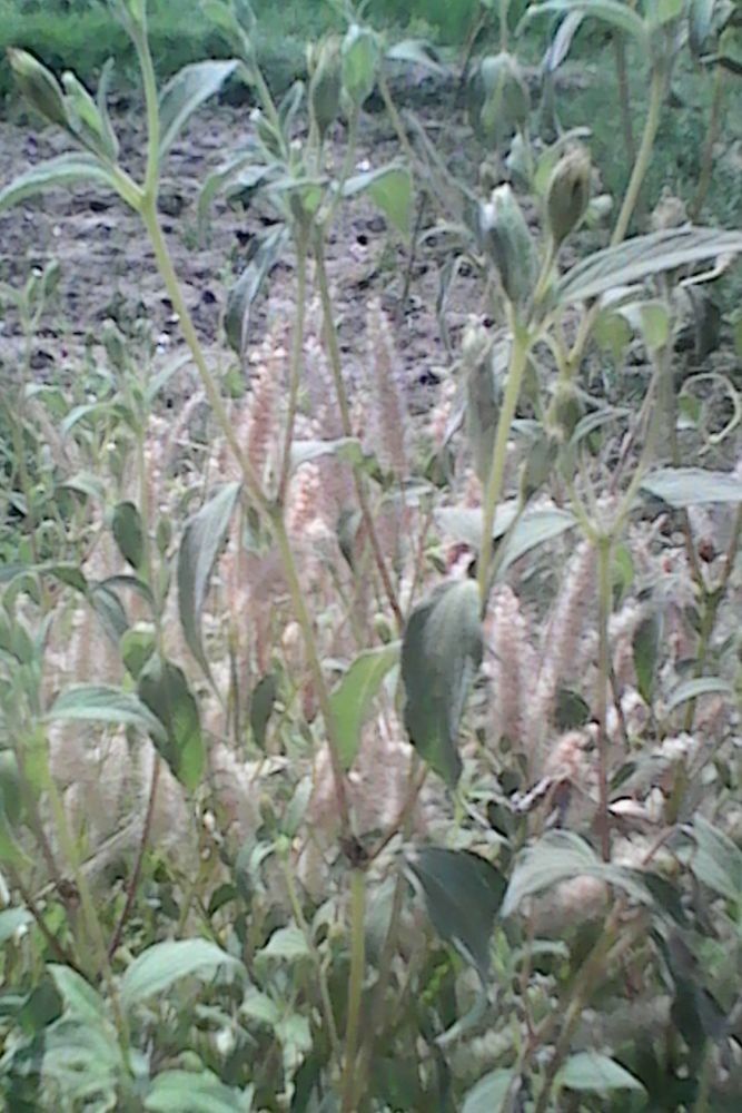 Blainvillea gayana habit