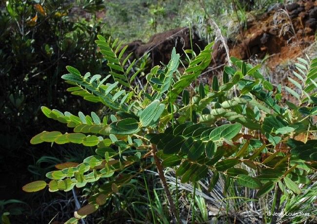Phyllanthus kouaouaensis habit