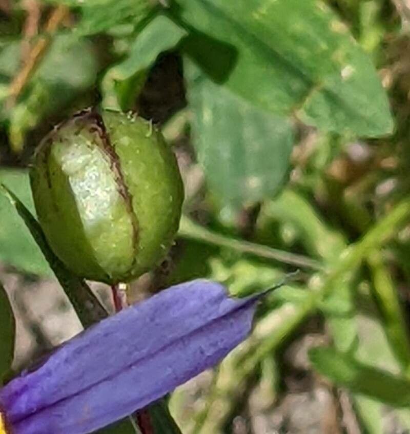 Sisyrinchium montanum fruit