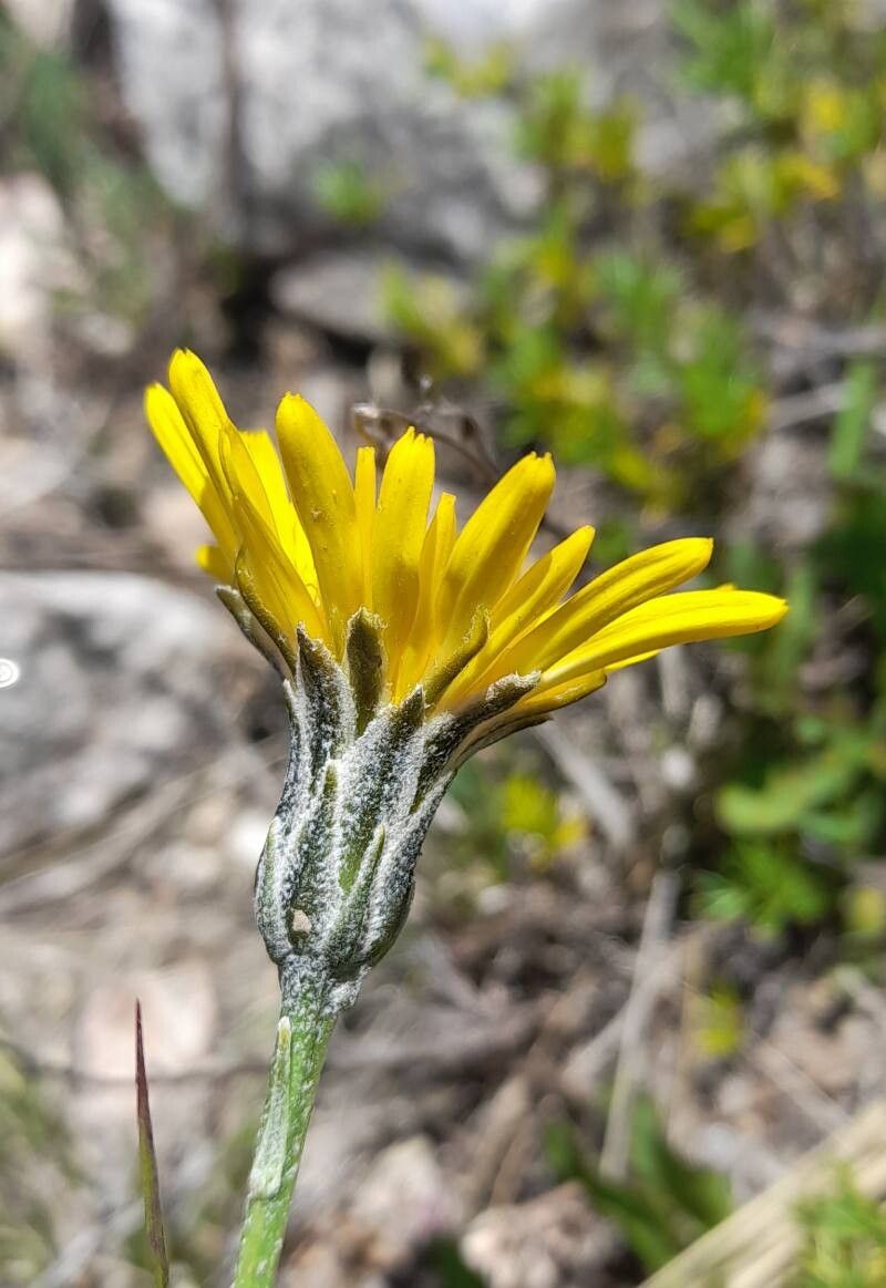 Hypochaeris caespitosa flower