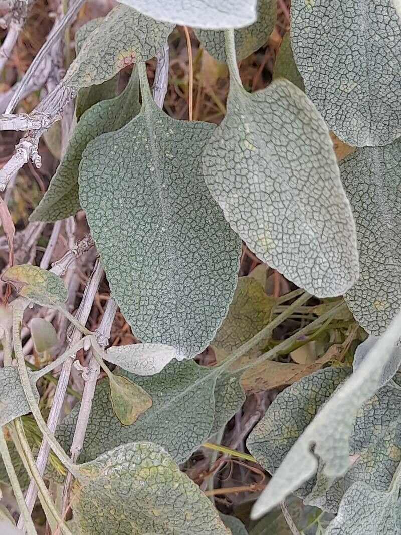 Phlomis aucheri leaf