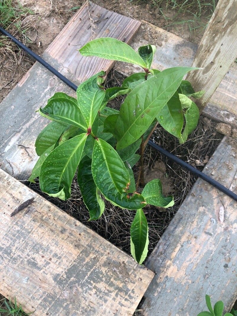 Syzygium laeve — houseplant care guide