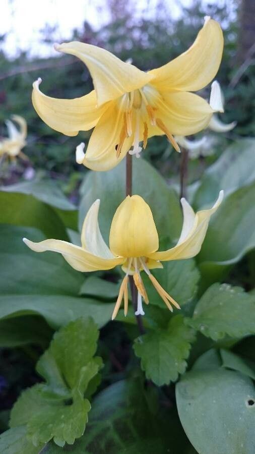Erythronium oregonum flower