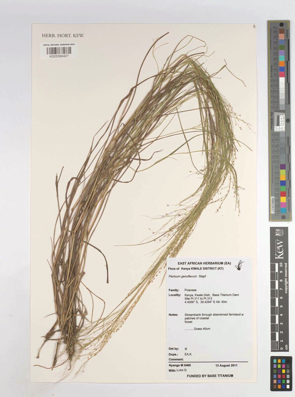 Panicum genuflexum — houseplant care guide