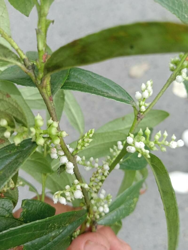 Gaultheria hookeri — search result for 'Gaultheria'