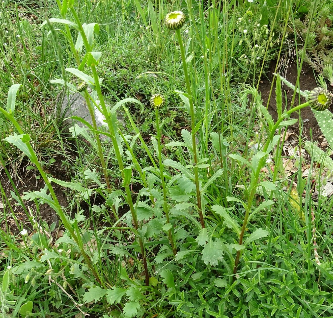 Leucanthemum laciniatum habit