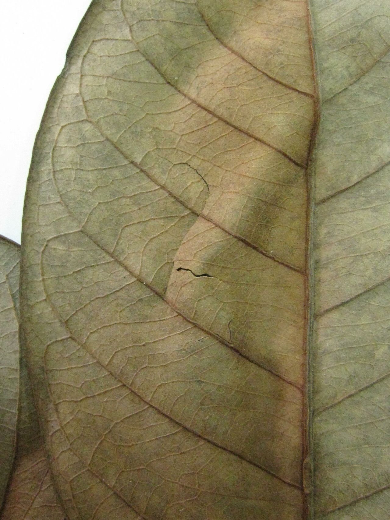 Byrsonima altissima other