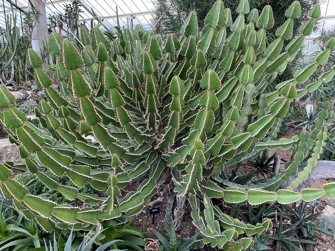 Euphorbia rhizophora habit