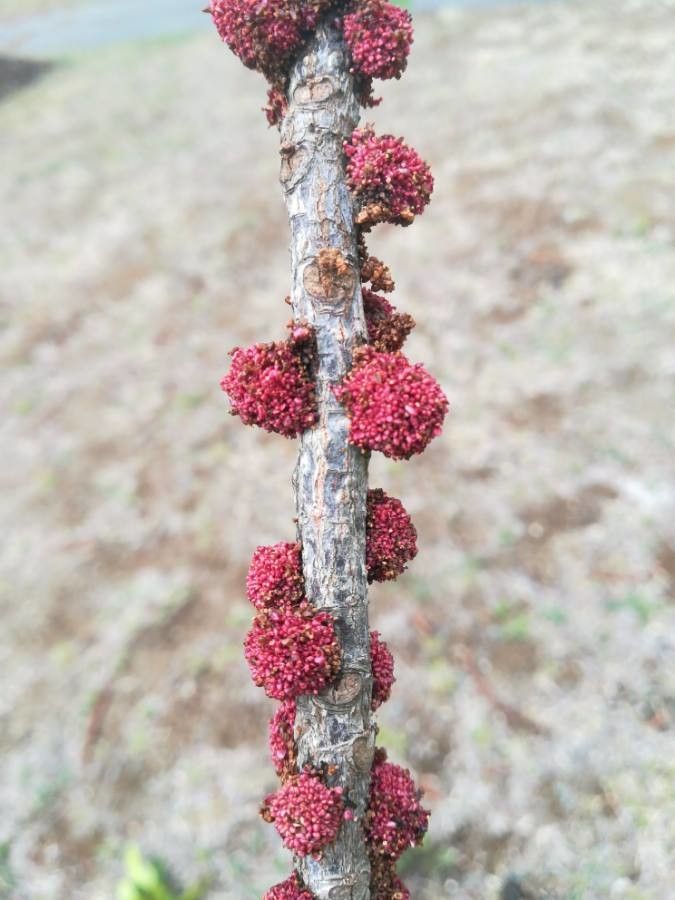 Bocquillonia sessiliflora fruit