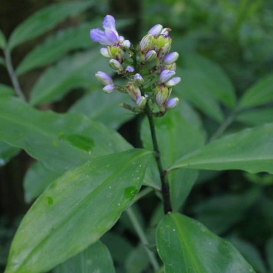 Dichorisandra hexandra flower