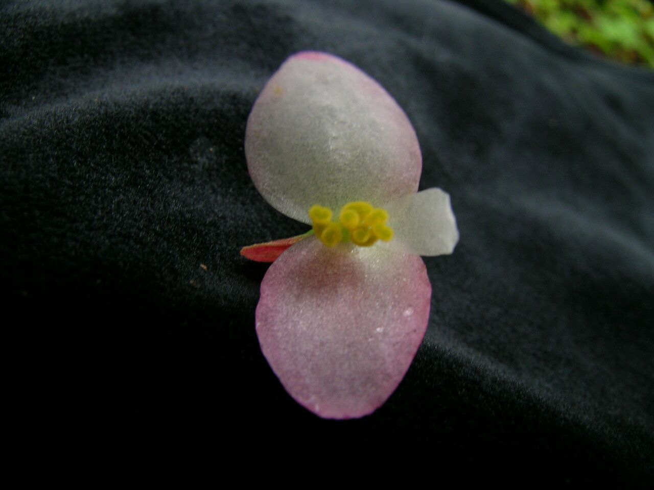 Begonia dioica other