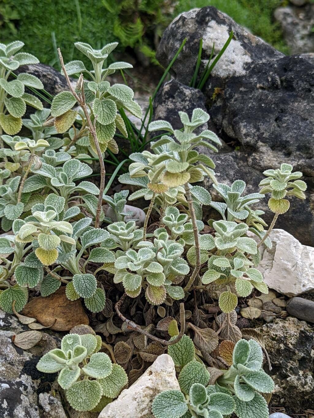 Marrubium velutinum leaf
