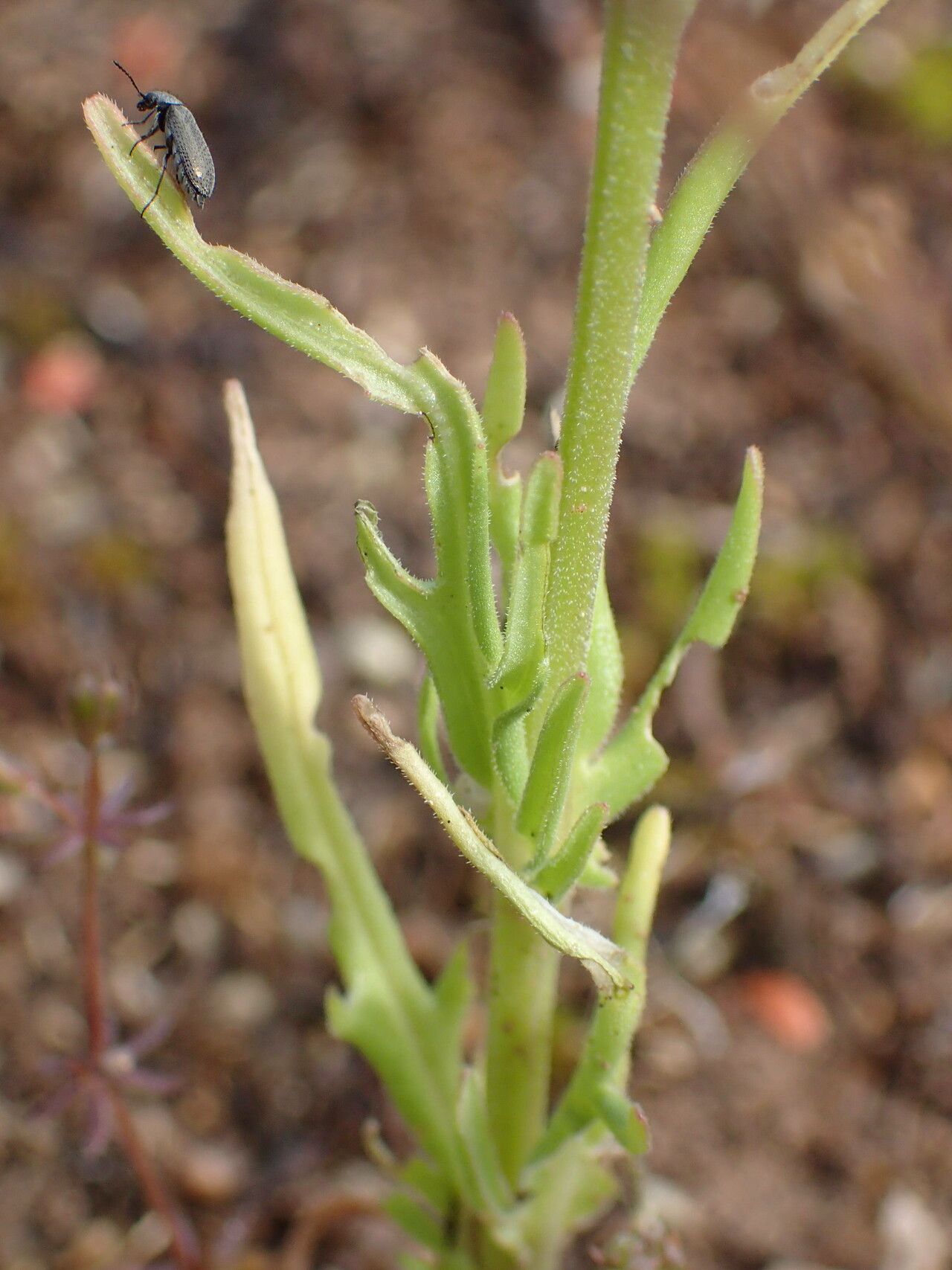 Valeriana coronata leaf