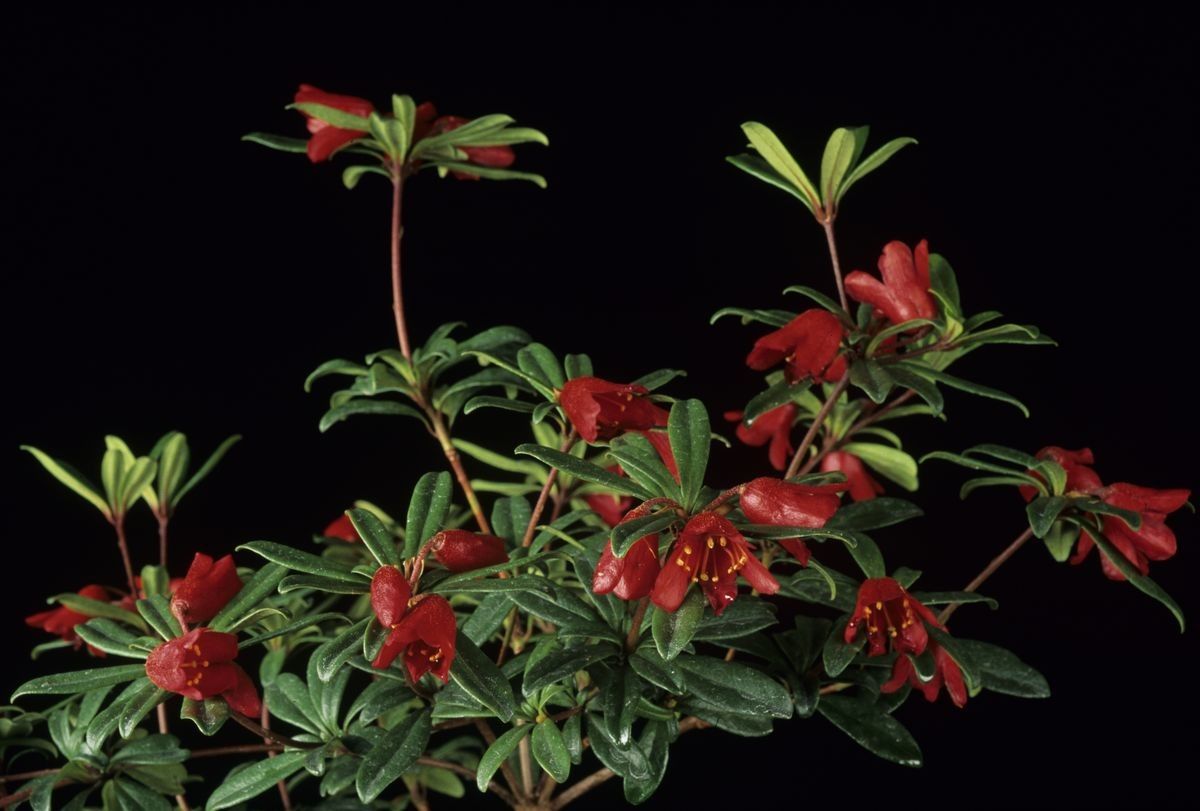 Rhododendron pubigermen habit