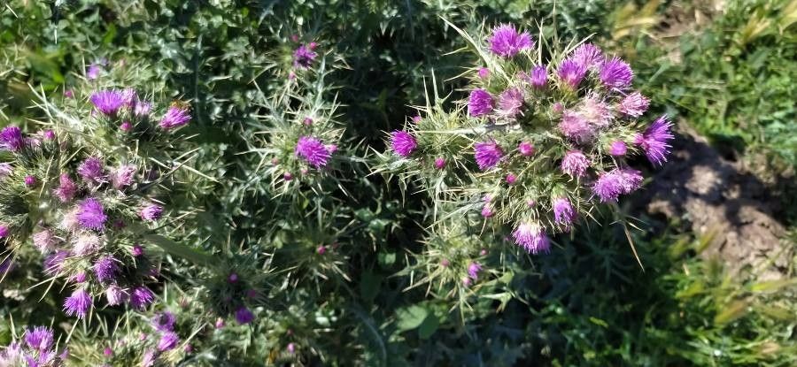 Carduus cephalanthus flower