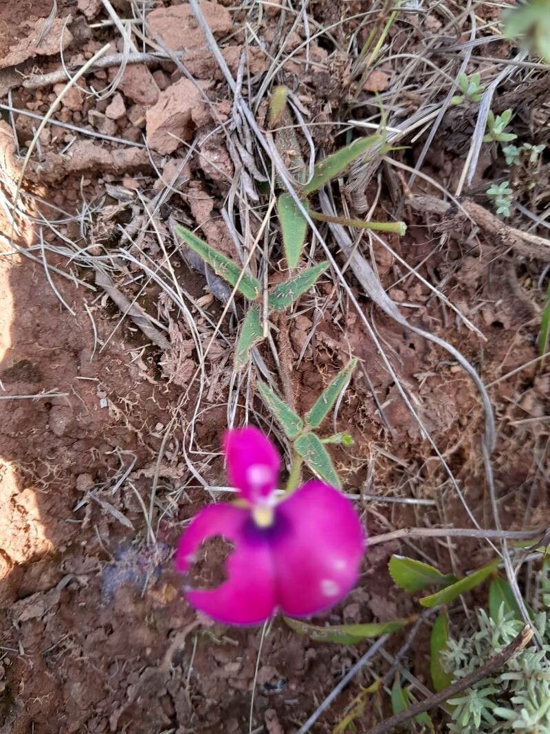 Vigna angivensis habit