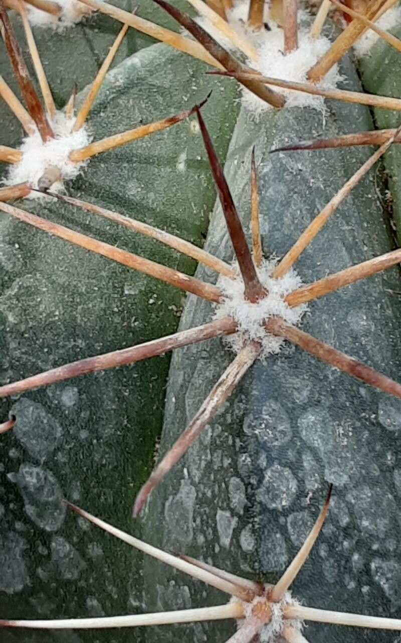 Melocactus pruinosus flower