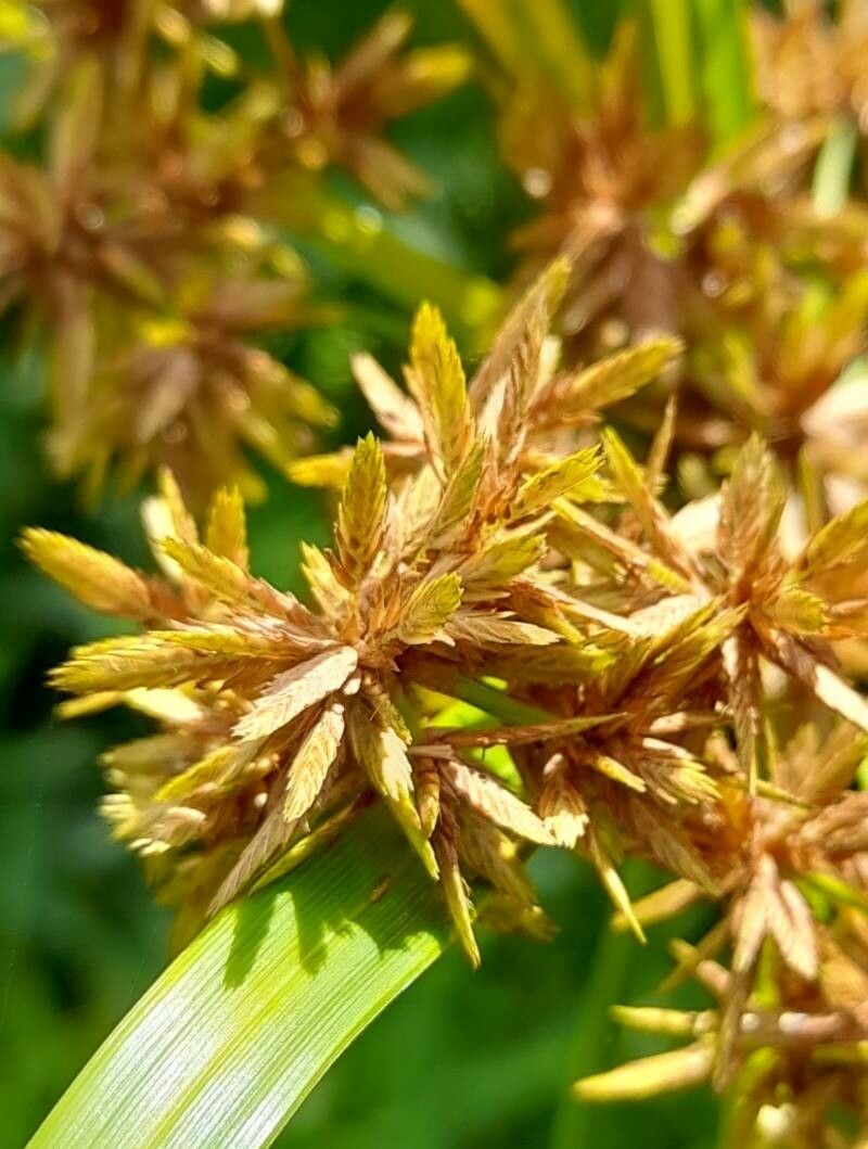 Cyperus ochraceus fruit