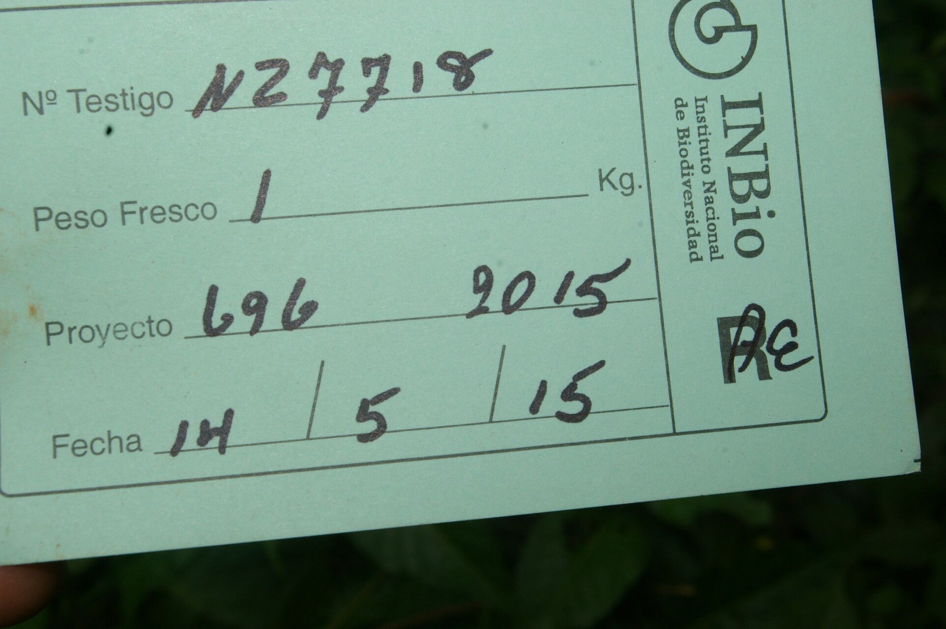 Miconia brenesii fruit