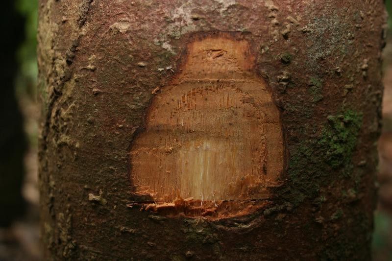 Aniba parviflora other