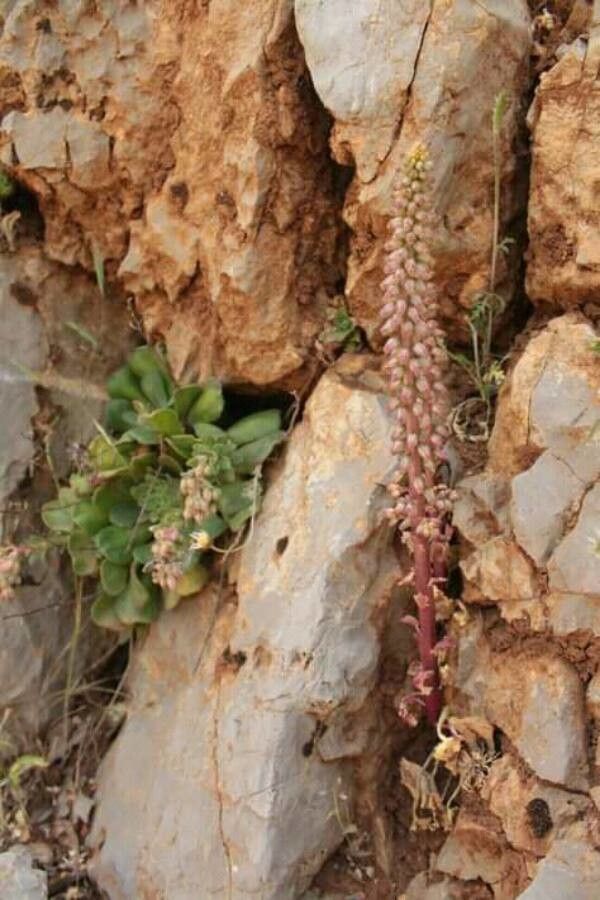 Rosularia libanotica bark