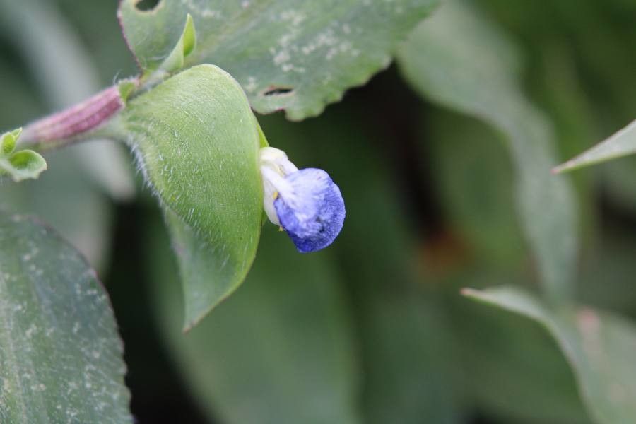 Commelina nigritana — search result for 'Commelina'
