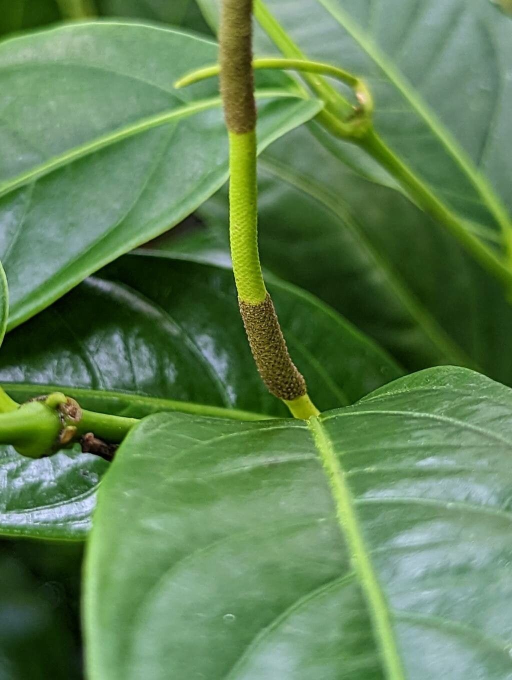 Piper perlasense flower