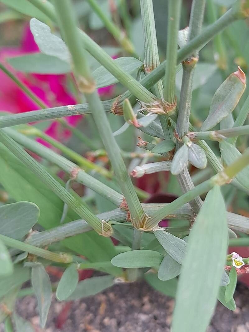 Polygonum bellardii bark