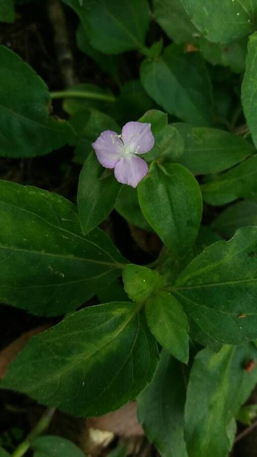 Tradescantia brevifolia flower