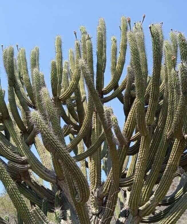 Pilosocereus gounellei leaf