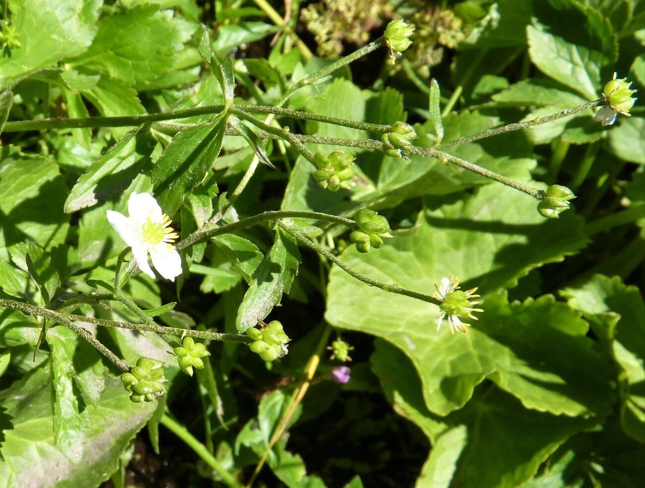 Ranunculus aconitifolius fruit
