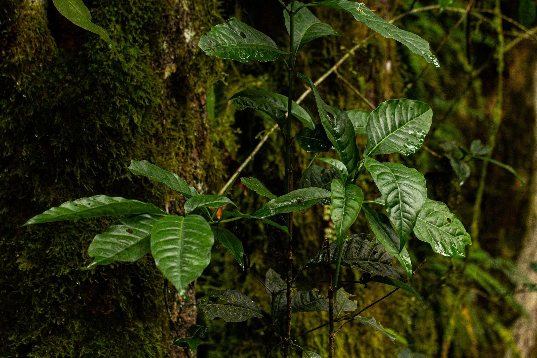 Pavetta bagshawei habit