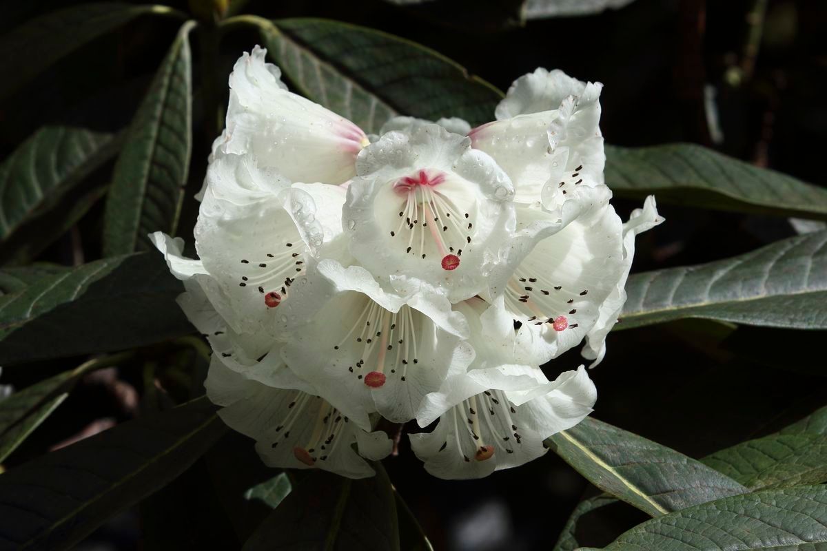 Rhododendron sidereum flower