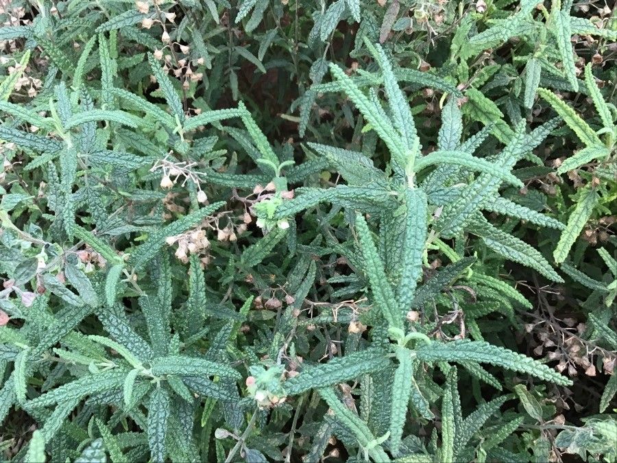 Fumana laevis — houseplant care guide