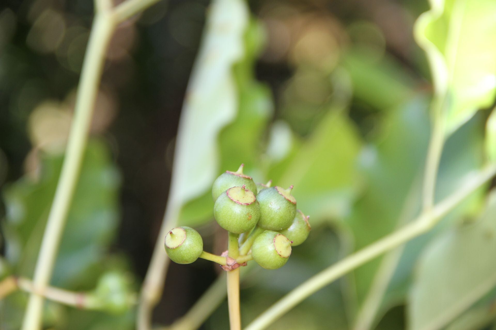 Plerandra pancheri — houseplant care guide