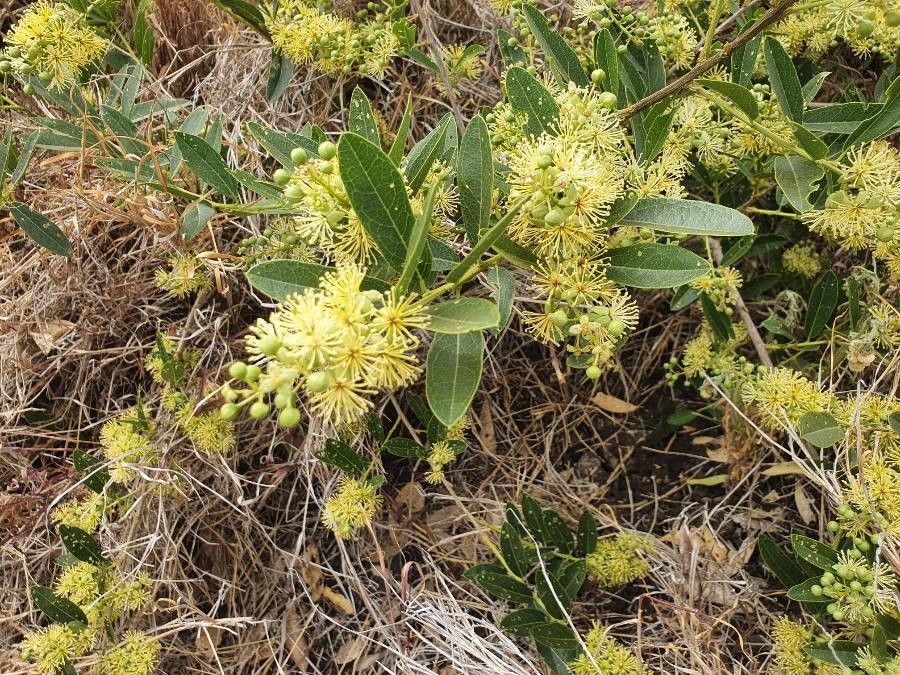 Boscia mossambicensis flower
