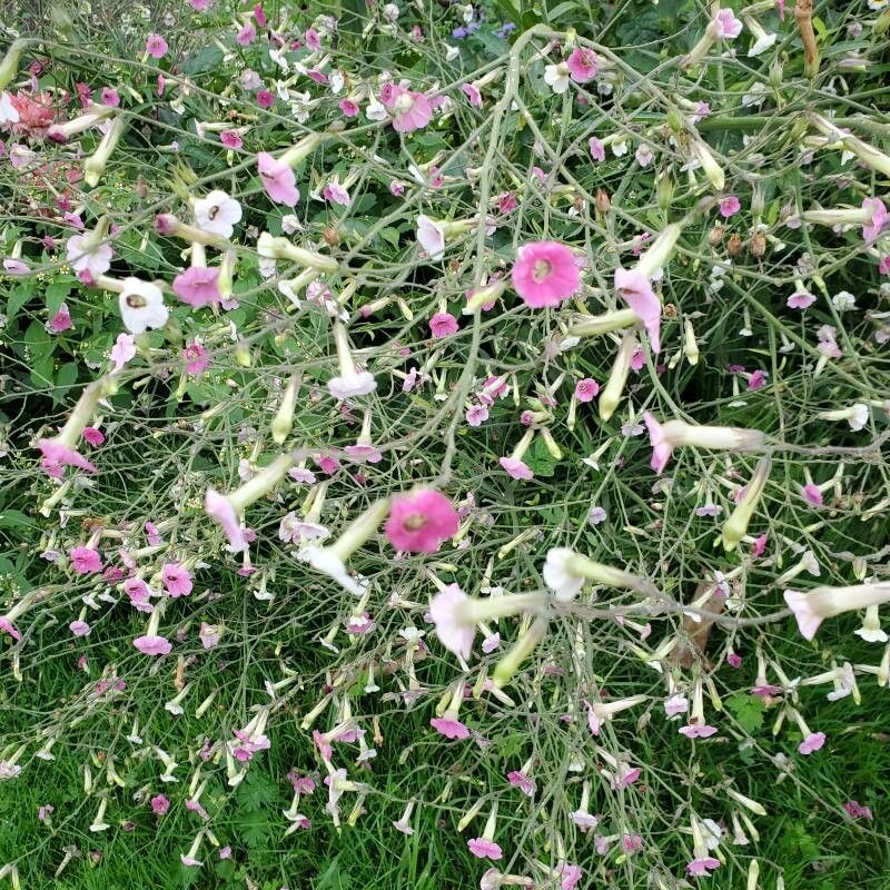 Nicotiana × sanderi flower