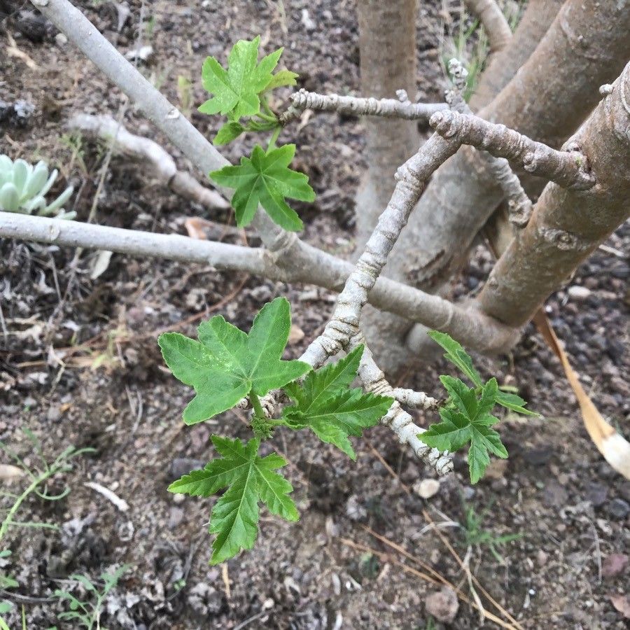 Malva phoenicea — search result for 'Malva'