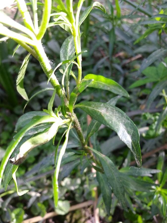 Cuphea racemosa — search result for 'Cuphea'