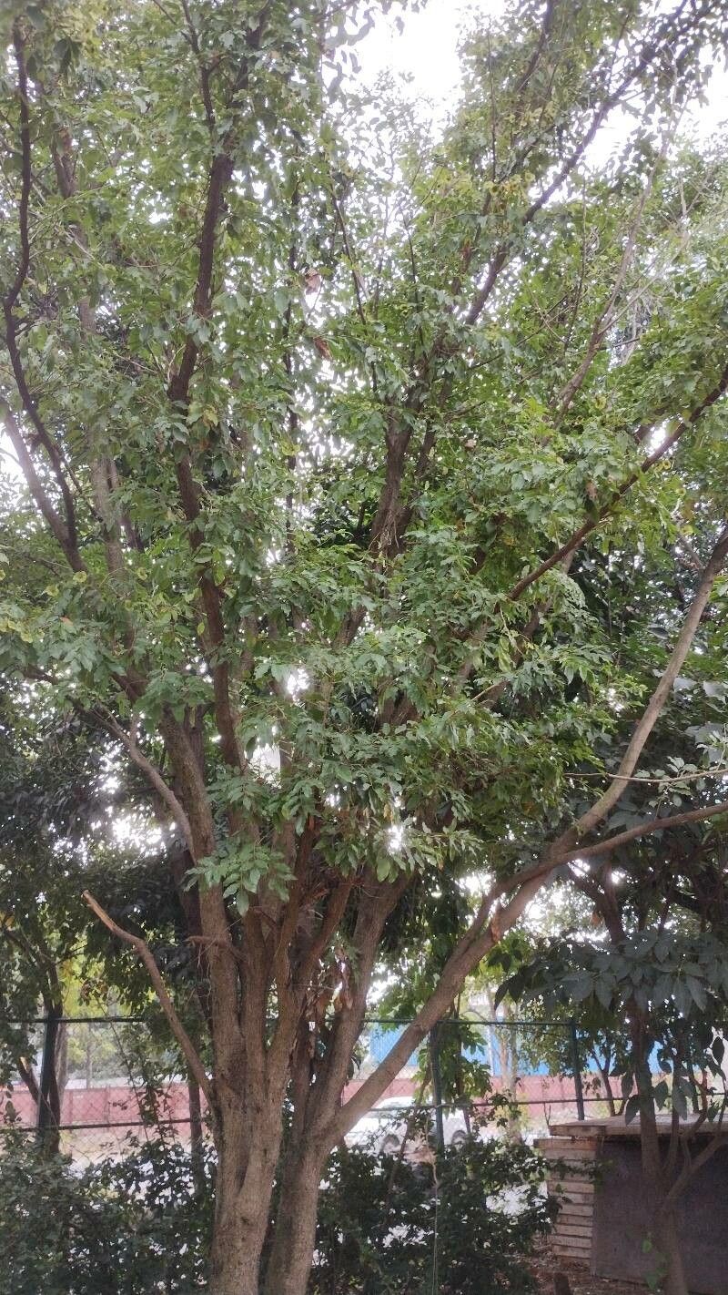 Pterocarpus macrocarpus leaf