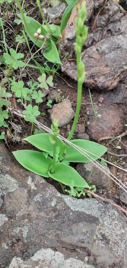 Habenaria tridactylites leaf