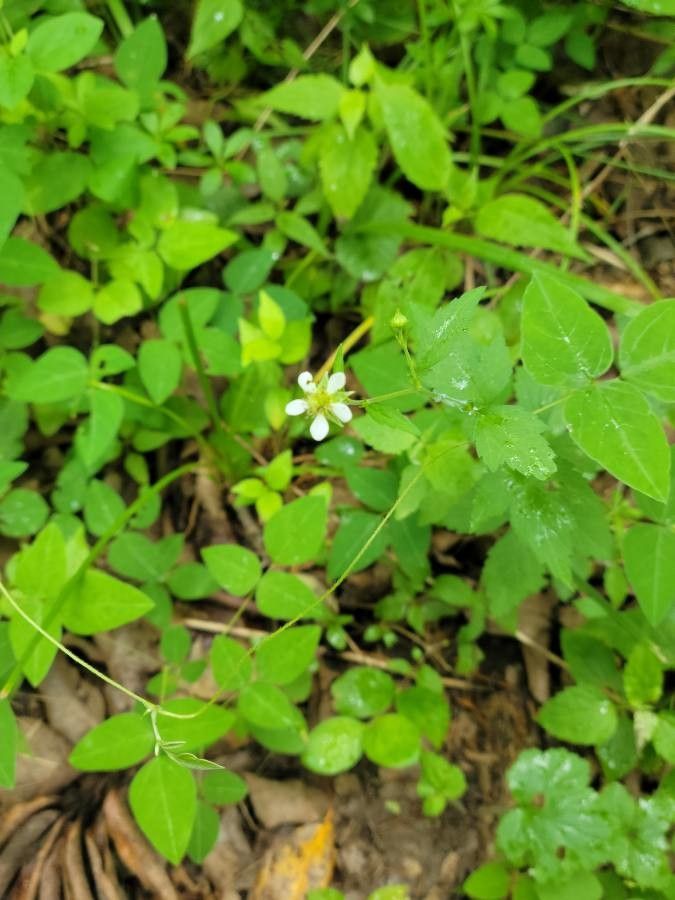 Geum canadense flower