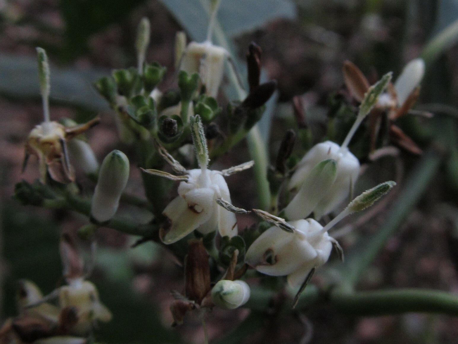 Pavetta calothyrsa — houseplant care guide