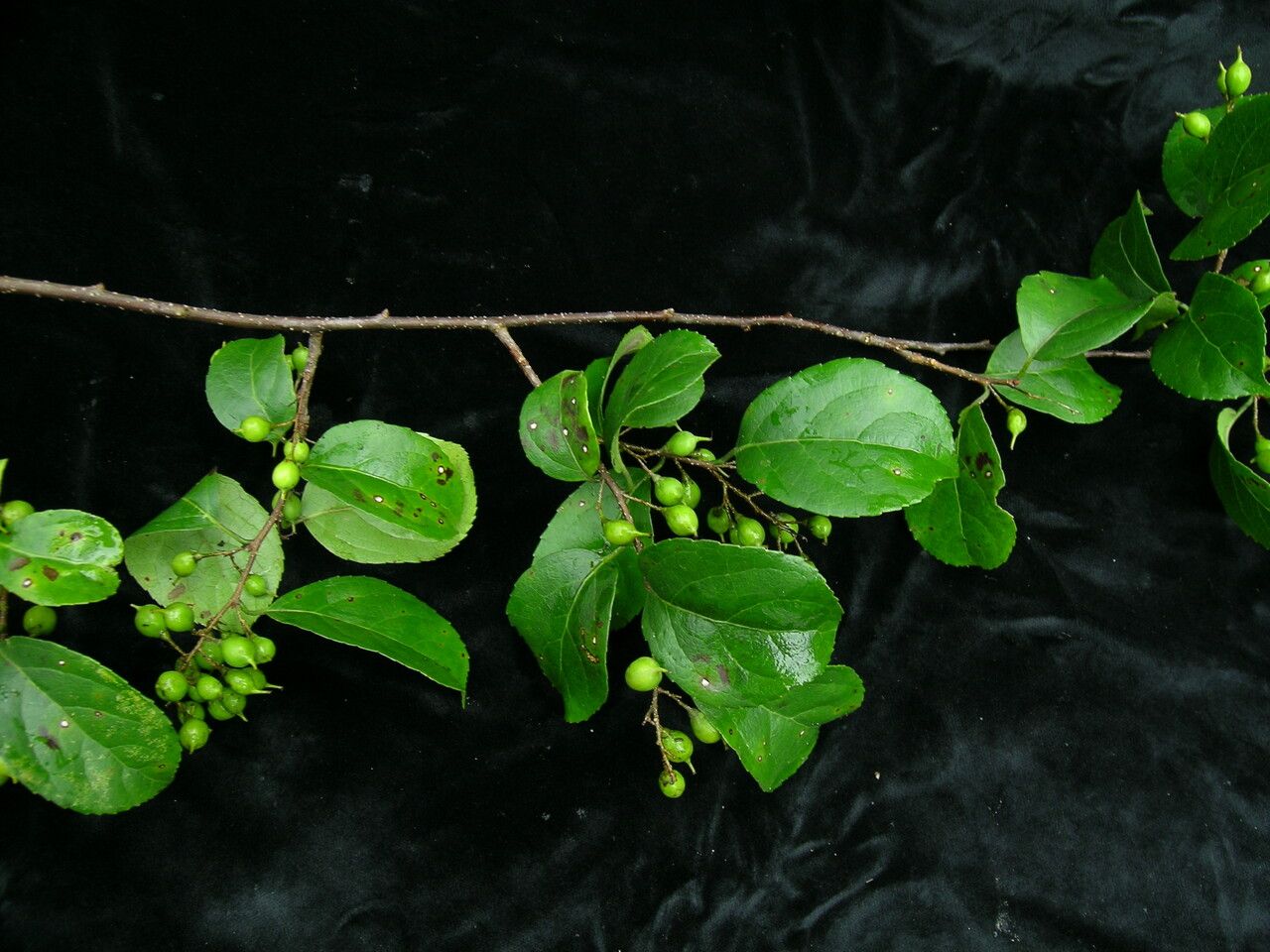 Celastrus hookeri habit