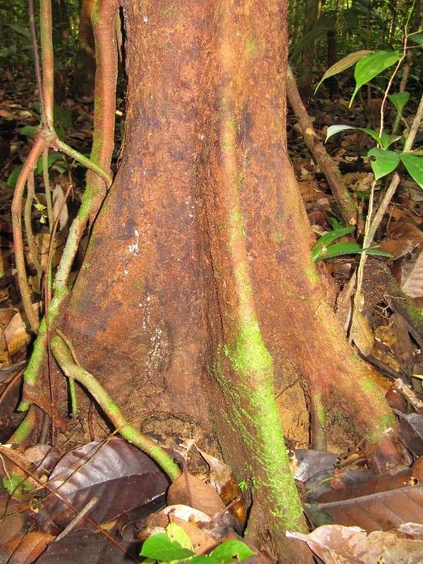 Xylopia excellens — houseplant care guide