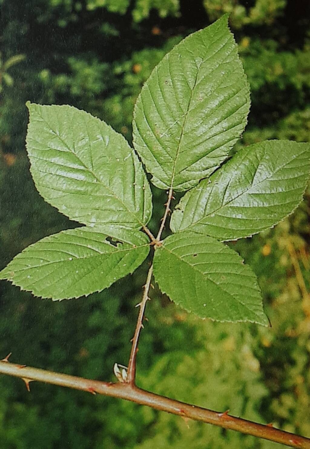 Rubus galeatus — houseplant care guide