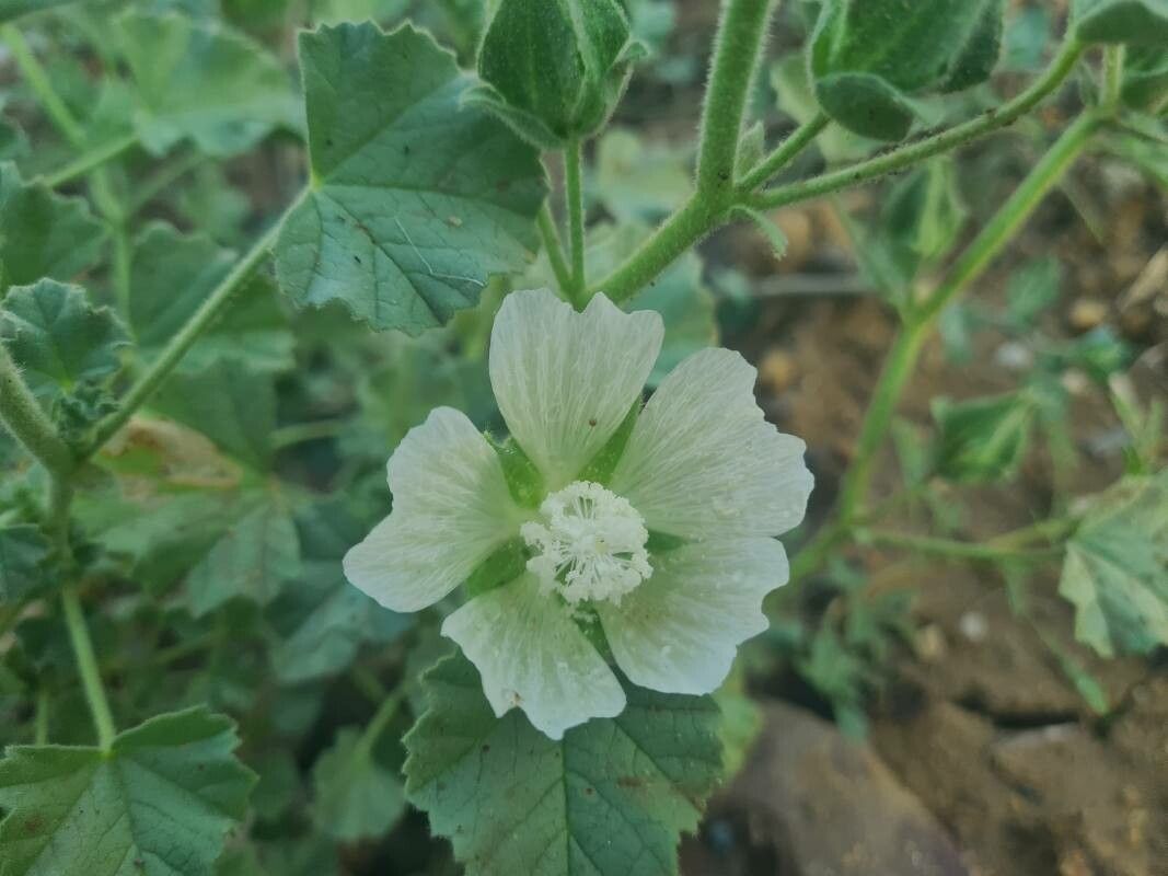 Malva agrigentina