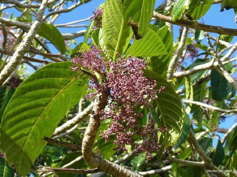 Dendrocnide vitiensis — search result for 'Dendrocnide'